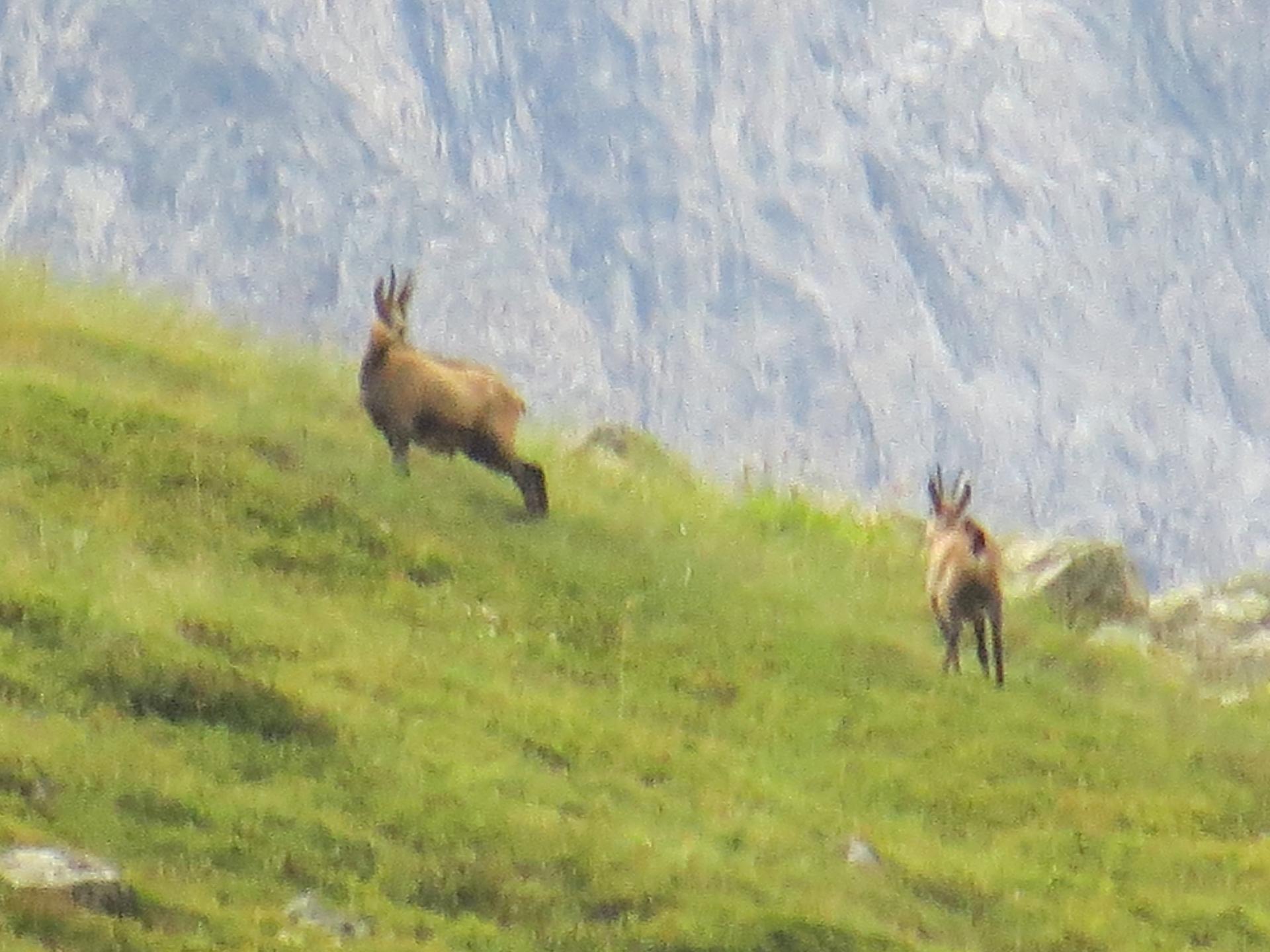 Chamois 2