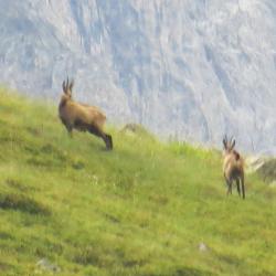 Chamois 2