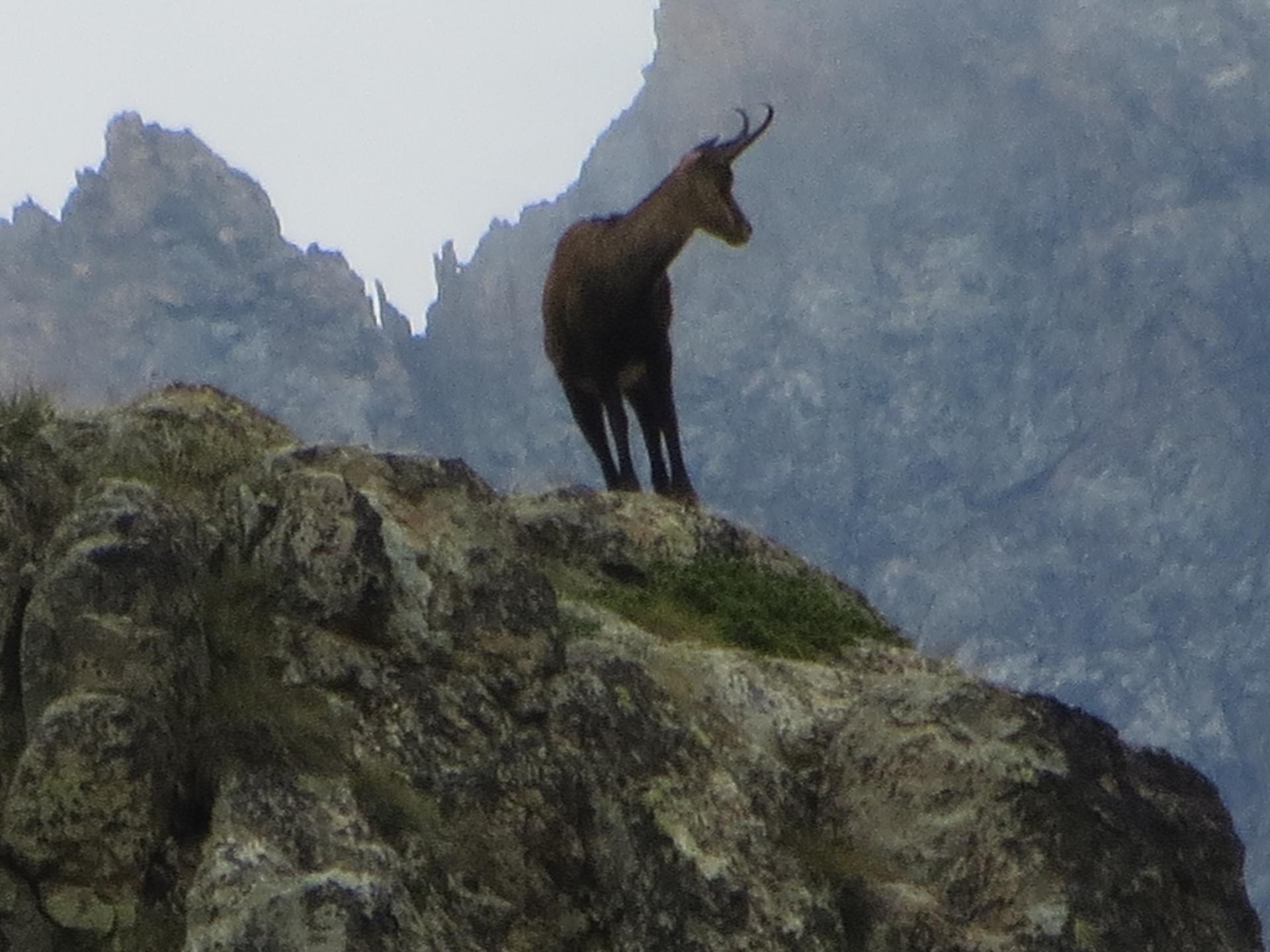 chamois