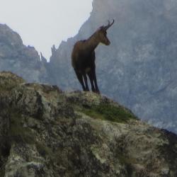 chamois