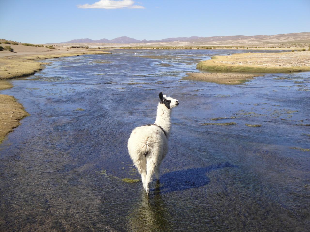 Alpaga Bolivie