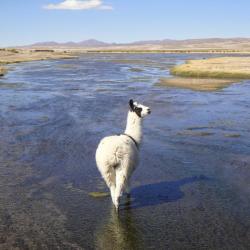 Alpaga Bolivie
