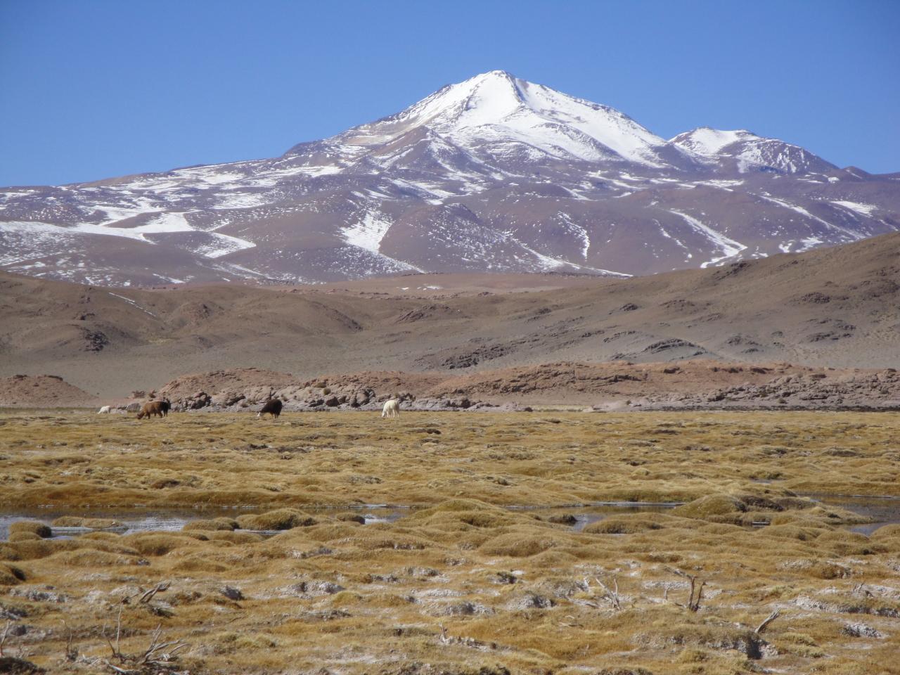 Sajama Bolivie