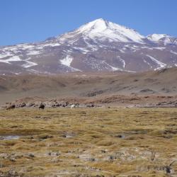 Sajama Bolivie