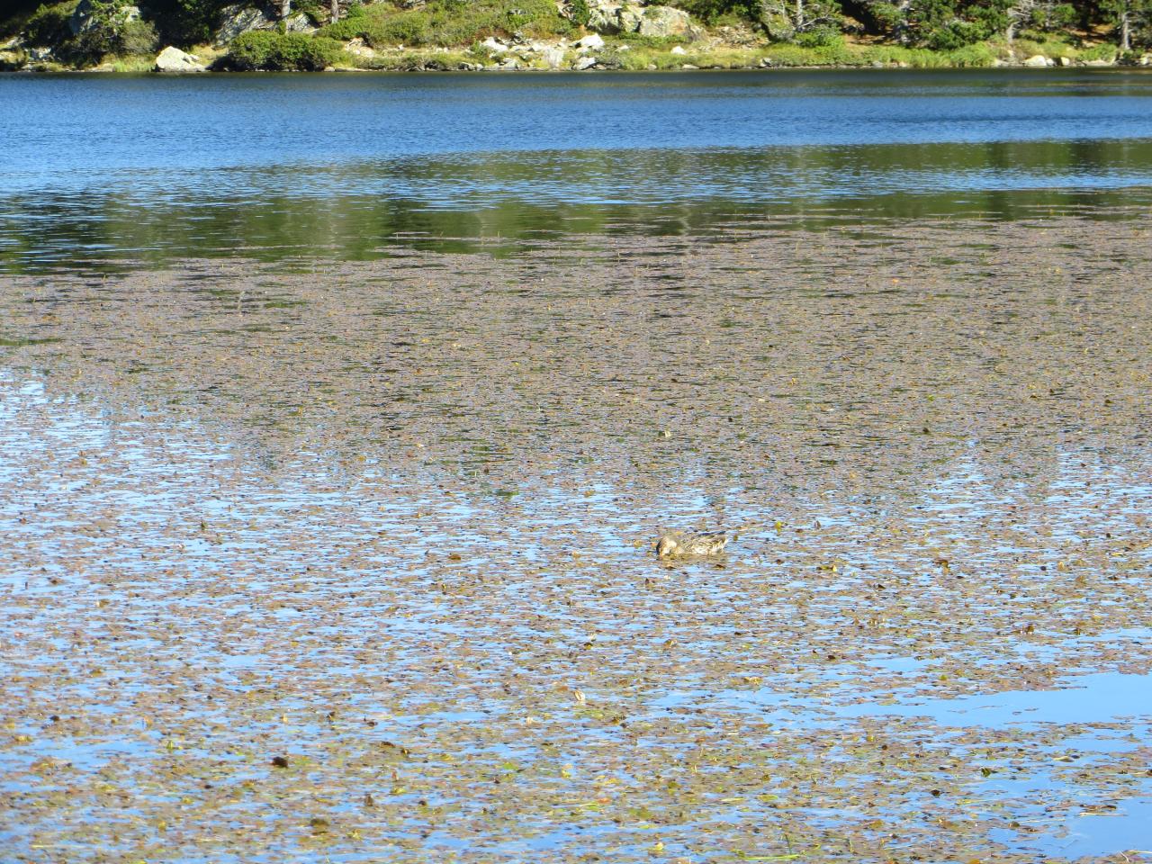 Lac des Bouillouses