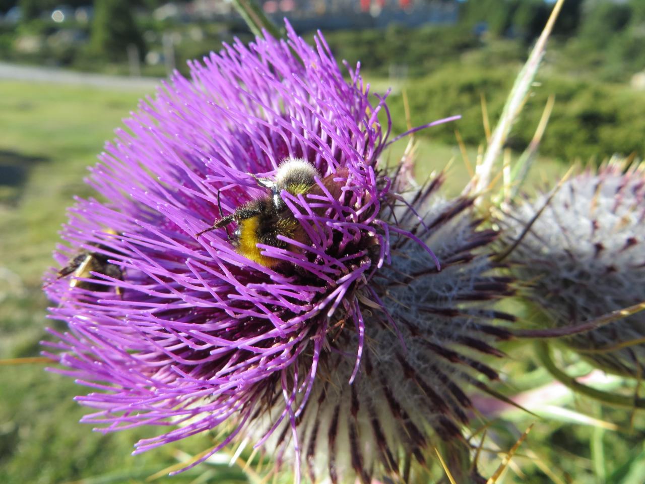 Chardon vers le lac des bouillouses