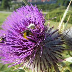 Chardon vers le lac des bouillouses
