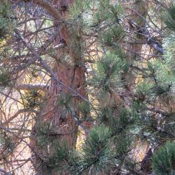 Sur le sentier de la via de la Pisse