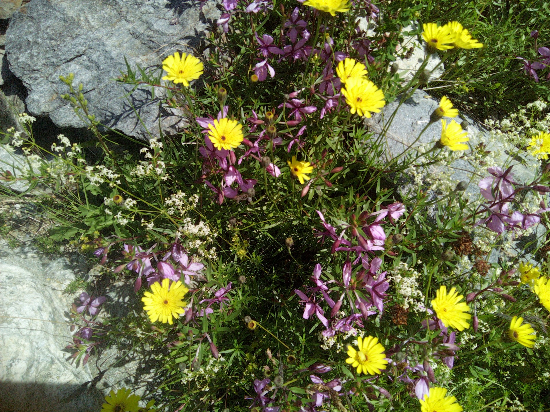 Fleurs de montagne