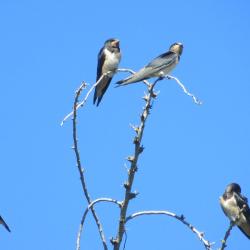 Hirondelles à Torreilles