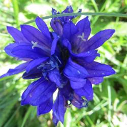 Campanule agglomérée