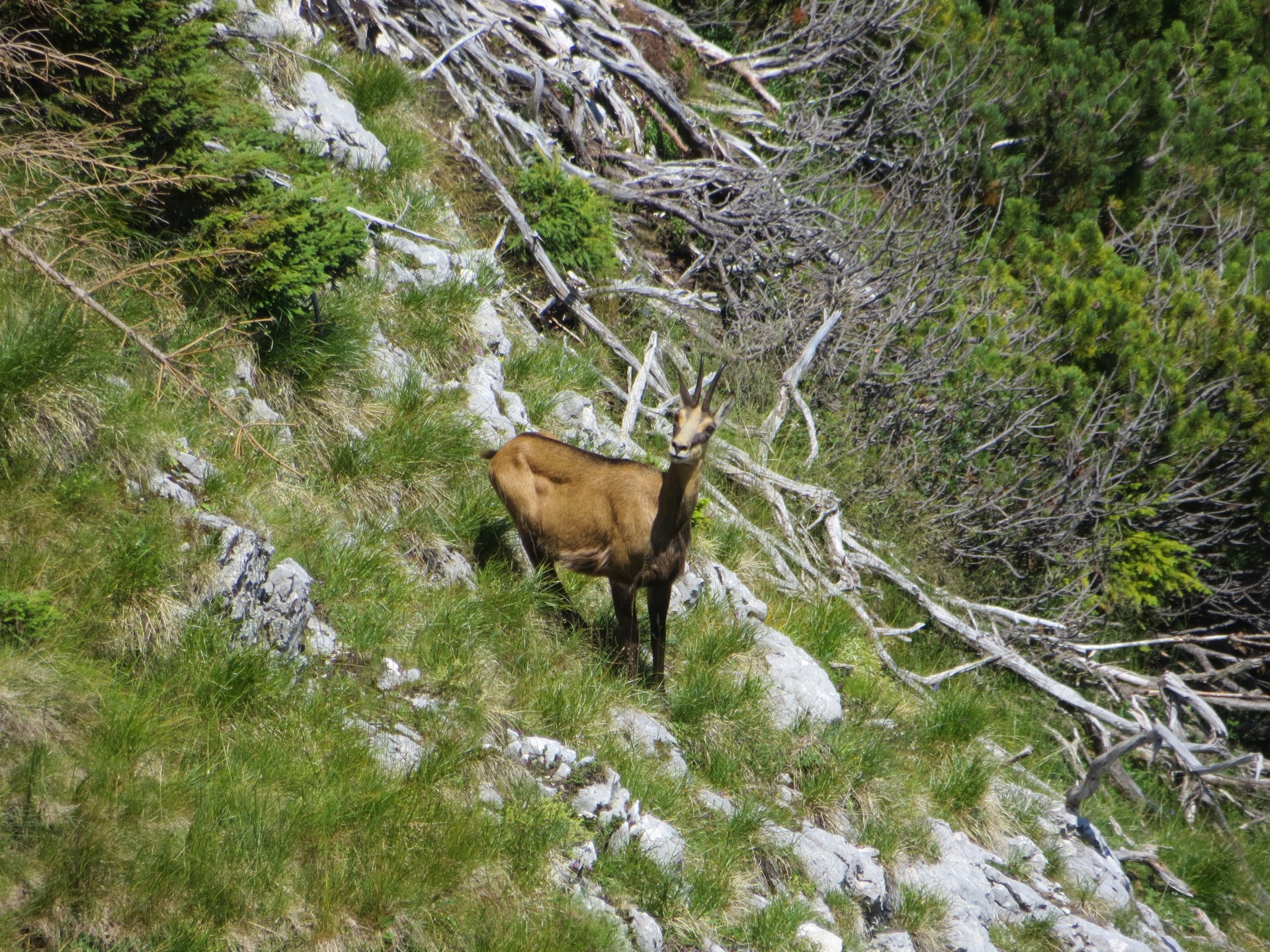 Chamois Allemand