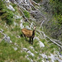 Chamois Allemand