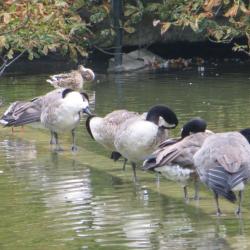 Parc des buttes Chaumont Paris