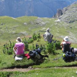 Fleurs au milieu des fleurs