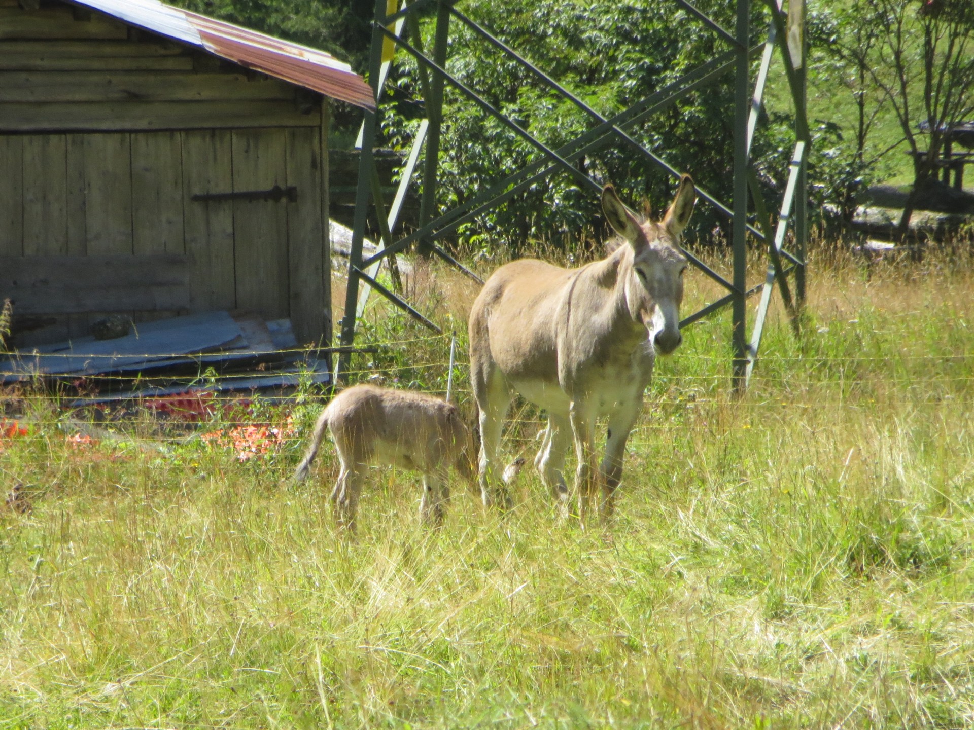 Anes à Malga Ciapela