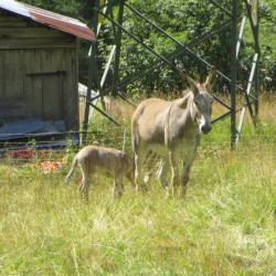 Anes à Malga Ciapela